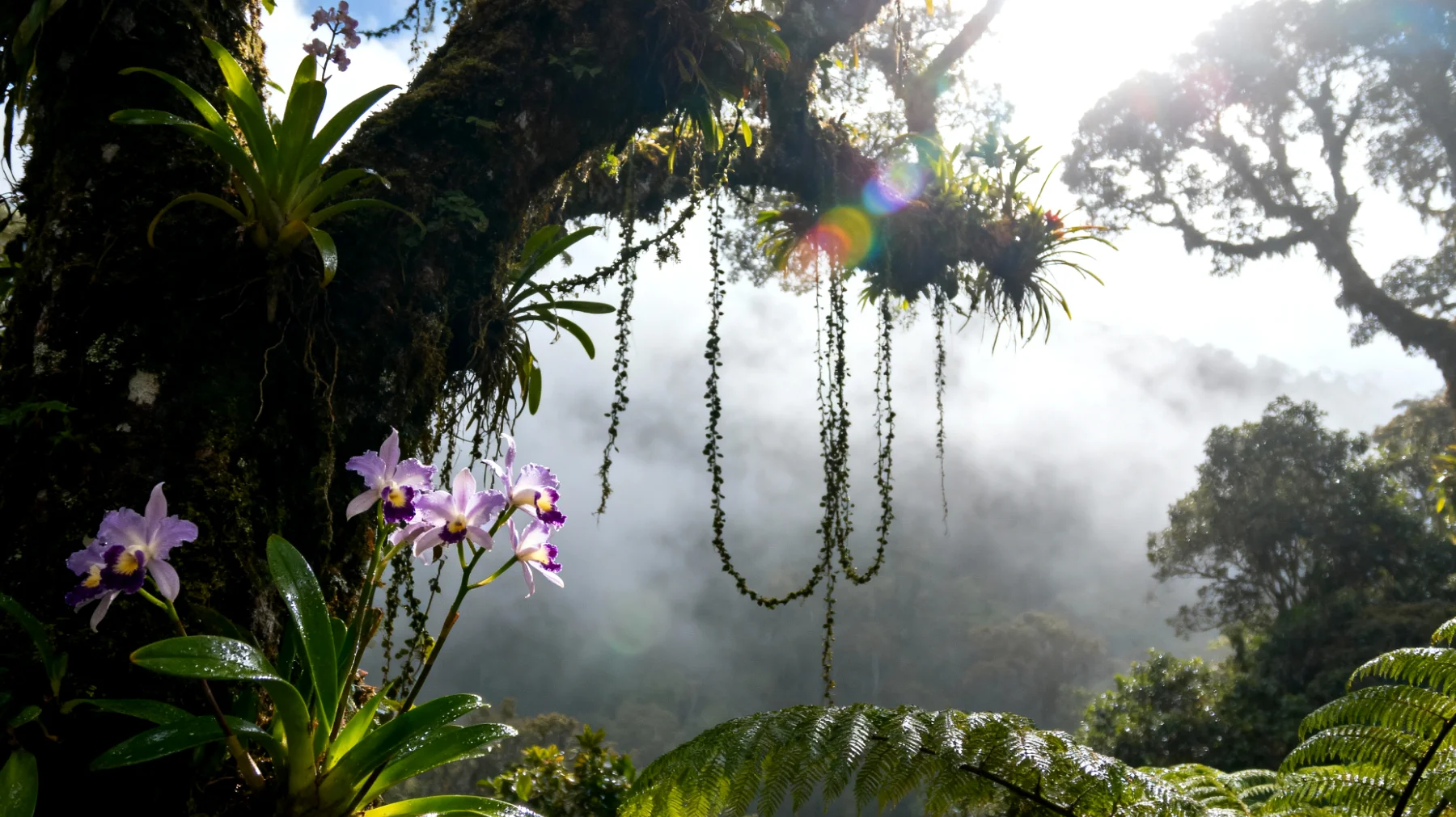 Monteverde Bulut Ormanı"